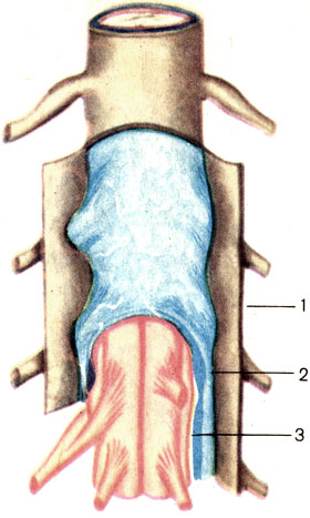 . 188.   . 1 -     (dura mater spinalis); 2 -     (arachnoidea mater spinalis); 3 -     (pia mater spinalis)