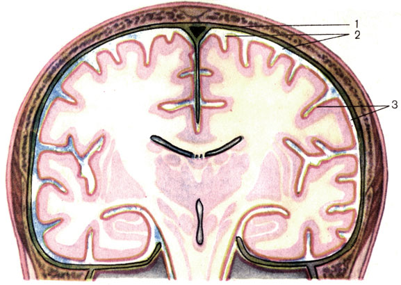 . 189.   . 1 -     (dura mater encephali); 2 -     (arachnoidea encephali); 3 -     (pia mater encephali)