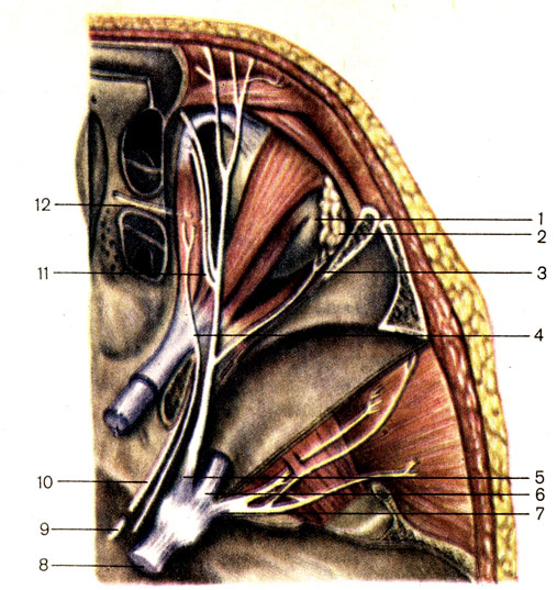 . 190.  , . 1 -   (bulbus oculi); 2 -   (glandula lacrimalis); 3 -   (n lacrimalis); 4 -   (n. trochlearis); 5 -     -   (n. ophthalmicus); 6 -     -   (n. maxillaris); 7 -     -   (n. mandibularis); 8 -   (n. trigeminus); 9 -   (n. abducens); 10 -   (n. oculomotorius); 11 -   (n. nasociliaris); 12 -    (n. ethmoidalis anterior)