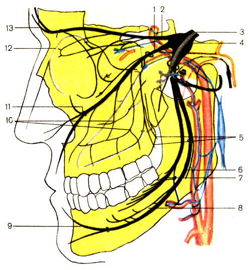 . 191.    (). 1 -   (n. maxillaris); 2 -   (n. ophthalmicus); 3 -   (n. trigeminus); 4 -   (ganglion trigeminale); 5 -   (nn. palatini); 6 -    (n. alveolaris inferior); 7 -   (n. lingualis); 8 - -  (n. mylohyoideus); 9 -   (n. mentalis); 10 -    (nn. alveolares superiores); 11 -   (n. infraorbitalis); 12 -      (n. nasalis n. ethmoidals anterior); 13 -   (n. frontalis)