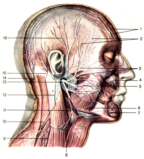 . 192.    . 1 -    (n. frontales)     ; 2 -   (n. temporales); 3 -   (n. zygomatici); 4 -   (n. infraorbitalis)     ; 5 -   (rr. buccales); 6 -     (n. marginalis mandibulae); 7 -   (n. mentalis)     ; 8 -    (n. transversus colli); 9 -   (nn. supraclaviculares); 10 -   (n. accessorius); 11 -   (n. coli); 12 -    (n. auricularis magnus); 13 -   (n. facialis); 14 -    (n. occipitalis major);   II   ; 15 -    (n. occiritalis minor); 16 - -  (   ) (n. auricilotemporatis)