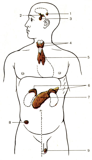 . 201.     . 1 -   (corpus pineale); 2 -   ; 3 -  (hypophysis); 4 -     (glandula thyroidea et glandulae parathyroideae);5 -   (thymus); 6 -  (glandula suprarenalis); 7 -   (pancreas); 8 -  (ovarium); 9 -  (testis)