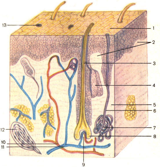 . 204.    . 1 -  (epidermis); 2 -   (papillae dermi); 3 -  (pilus); 4 -   (glandula sebacea); 5 -   (dermis); 6 -     (ductus sudoriferus); 7 -     (pars terminalis glandulae sudoriferae); 8 -   (bulbus pili); 9 -   (papilla pili); 10 -    ; 11 -   ; 12 -   ; 13 -   (porus sudoriferus)