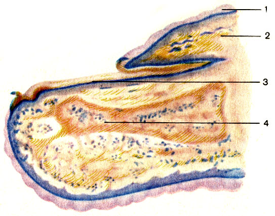 . 205. . 1 - ; 2 -   (vallum unguis); 3 -   (corpus unguis); 4 -    (phalanx distalis)