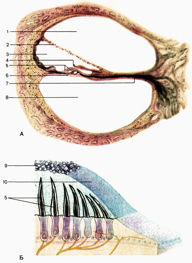 . 210.    ()      (). 1 -   (scala vestibuli); 2 -   (membrana vestibularis); 3 -   (ductus cochlearis); 4 -   (membrana tectoria); 5 -    (cellulae sensoriae pilosae); 6 -   (membrana basilaris); 7 -    (lamina spiralis ossea); 8 -   (scala tympani); 9 -  (statoconia); 10 -   (membrana statoconiorum)
