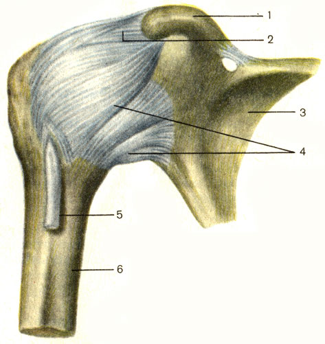 . 24.  ,  (, ). 1 -    (processus coracoideus); 2 - -  (lig. coracohumerale); 3 -  (scapula); 4 -   (capsula articularis); 5 -      ; 6 -   (humerus)