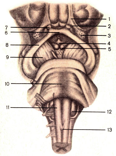 . 180.   ;  . 1 -   (tractus olfactorius); 2 -   (trigonum olfactorium); 3 -    (substantia perforata anterior); 4 -   (tuber cinereum); 5 -   (corpus mamillare); 6 -   (chiasma opticum); 7 -   (n. opticus); 8 -   (tractus opticus); 9 -   (pedunculus cerebri); 10 -  (pons); 11 -  (ramis)  ; 12 -  (oliva); 13 -   (decussatio pyramidum)