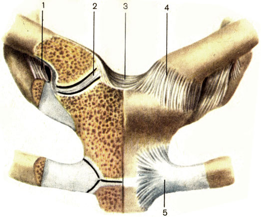 . 21.    . 1 - -  (lig. costoclavicular); 2 -   (discus articularis); 3 -   (lig. interclaviculare); 4 -   (capsula articularis); 5 -  -  (ligg. sternocostalia radiata)