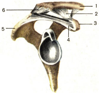 . 22.    . 1 -  (clavicula); 2 - -  (lig. coracoclaviculare); 3 -   (processus coracoideus); 4 - -  (lig. coracoacromiale); 5 -  (acromion); 6 -   (capsula articularis)