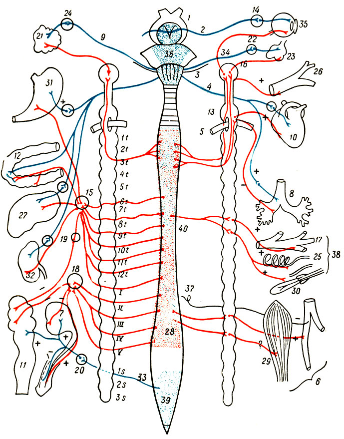 . 167.       ()   () . 1 - 12 -  ; I - V -  ; 1s - 3s -  ; 1 - opticus; 2 - oculomotorius; 3 - facialis; 4 - n. vagus; 5 - a. subclavia; 6 - ; 7 -  ; 8 - ; 9 - chorda tympani; 10 - ; 11 - colon descendens; 12 -  ; 13 - gangl. cervicale inferior; 14 - gangl. ciliare; 15 - gangl. coeliacum; 16 - gangl. cervicale superior; 17 - ; 18- gangl. mesentericum inferior; 19 - gangl. mesentericum superior; 20 - gangl. pelvicum; 21 - glandus submaxillaris; 22 - gangl. sphenopalatinum; 23 -  ; 24 - gangl. submaxillare; 25 -  ; 26 -  ; 27 - ; 28 -    ; 29 - ; 30 - m. arrector pylori; 31 - ; 32 - ; 33 - n. erigens; 34 - n. petrosus superficial is major; 35 - ; 36 - pons; 37 - radix posterior; 38- ; 39 -    ; 40 -    
