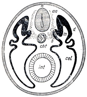 . 1.     .  -  ; cht - ; s - ;  - ; an - -    ; d - ; cel - ; int -  
