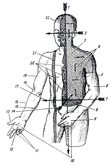 . 5.       . 1 -  ; 2 -  ; 3 -   (  ); 4 -    ,    ; 5 -     (adductio); 6 -       (flexio); 7, 17 -  ,       ; 8 -   (   );       ( )   (   ); 9 -    ,      (pronatio); 10 -      ,   (rotatio); 11 - IV-V   (flexio); 12 -    ,     (supinatio): 13 -    (abductio); 14 -  ; 15 -   ; 16 -   ; 18 -       (extensio); 19 -     (abductio); 20 -        (); 21 -    ; 22 - ,  ,   (   )