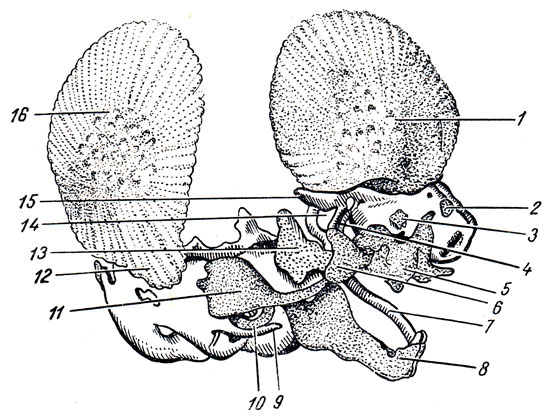 . 8.       . 1 - os frontale; 2 - os nasale; 3 - os lacrimale; 4 - os pterygoideum; 5 - maxilla; 6 - os zygomaticum; 7 - cartilago Meckeli; 8 - mandibula; 9 - processus styloideus; 10 - os tympanicum; 11 - squama temporalis; 12, 16 - os parietale; 13 - ala major; 14 - canalis opticus; 15 - ala minor