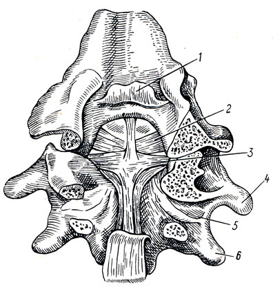 . 22.     (). 1 -    membrana tectoria; 2 - lig. alare; 3 - lig. cruciforme; 4 - ; 5 -     axis; 6 - axis