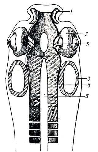. 25.  . 1 -  ; 2 -  ; 3 -  ; 4 -  ; 5 - chorda dorsalis; 6 - trabeculae cranii