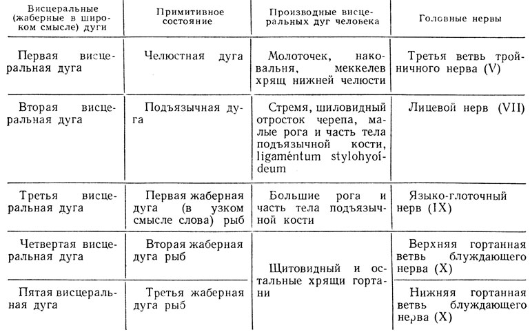  2.        (Braus)