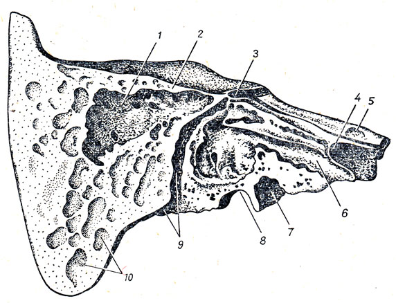 . 27.   (os temporale) ,     . 1 - cavum tympani; 2 - tegmen tyrnpani; 3 - canalis facialis; 4 - foramen caroticum internum; 5 - impressio trigemini; 6 - semicanalis tubae auditivae; 7 - foramen caroticum externum; 8 - fossa jugularis; 9 - canalis facialis et foramen stylomastoideum; 10 - cellulae mastoideae
