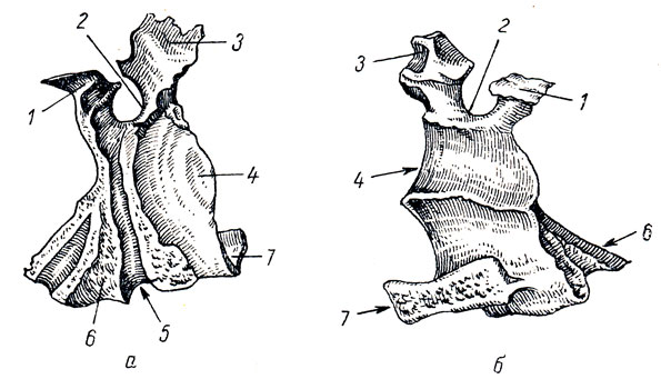 . 30. ͸  (os palatinum) ;  -  (),  -  (). 1 - processus sphenoidalis; 2 - incisure sphenopalatina; 3 - processus orbitalis; 4 - lamina perpendicularis; 5 - sulcus palatinus major; 6 - processus pyramidalis; 7 - lamina horisontaiis