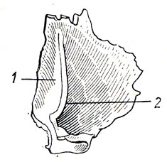 . 31.   (os lacrimale) ,  . 1 - sulcus lacrimalis; 2 - crista lacrimalis posterior