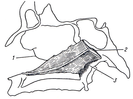 . 32.  (vomer). 1 - lamina perpendicularis  ; 2 - margo superior ; 3 - margo posterior 