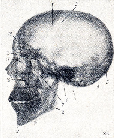 . 39.      . 1, 2 - sutura coronalis; 3 - protuberantia occipitalis externa; 4 - sutura lambdoidea; 5 - processus mastoideus; 6 - condylus occipitalis; 7 - fossa pterygopalatina; 8 - angulus mandibulae; 9 - protuberantia mentalis; 10 - processus zygomaticus maxillae; 11 - labyrinthus ossis ethmoidalis; 12 - sinus sphenoidalis; 13 - sinus frontalis