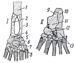 . 41.       . I -        : 1 -  ; 2 -   ; 3 -   ; 4 - tibiale: 5 - intermedium: 6 - fibulare; 7 - centrale; 8 -     . II -      : 9 - intermedium, ; 10 - fibulare, ; 11 - tibiale, ; 12 - centrale,  (); 13 -   