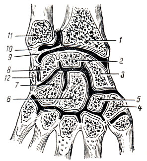 . 48.     (articulatio radiocarpea)   . 1 - radius; 2 - os lunatum; 3 - os scaphoideum; 4 - os trapezium; 5 - os trapezoideum; 6 - os capitatum; 7 - os hamatum; 8 - os triquetrum; 9 - discus articularis; 10 - lig. collaterale carpi ulnare; 11 - ulna; 12 - os pisiforme