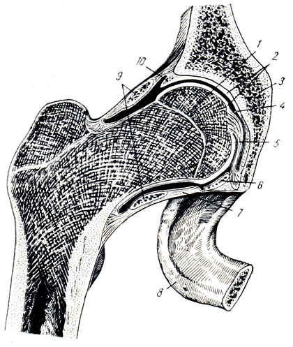 . 55.  ,  (     ;  . . ). 1 -  ; 2 -  ; 3 - os coxae; 4 -  ; 5 - lig. capitis femoris; 6 - lig.transversum acetabuli; 7 -  ; 8 - tuber ischiadicum; 9 - zona orbicularis; 10 - labrum acetabulare