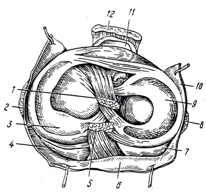 . 59.     . 1 - lig. cruciatum anterius; 2 - lig. collaterale tibiale; 3 - meniscus medialis; 4 - condylus medialis tibiae; 5 - lig. cruciatum posterius; 6, 10 - capsula articularis; 7 - condylus lateralis tibiae; 8 - lig. collaterale fibulare; 9 - meniscus lateralis; 11 - bursa infrp.patellaris profunda; 12 - lig. patellae