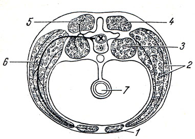 . 66.   : 1 -  ; 2 -  () ; 3 -  ; 4 -  ; 5 -    ; 6 -    ; 7 - 