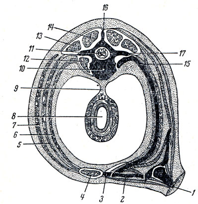 . 67.      ( - ,  - ). 1 -  ; 2 - ; 3 - ; 4 -   ; 5 -    ; 6 -   ; 7 -    ; 8 - ; 9 - ; 10 -     ; 11 -  ; 12 -  ; 13, 14 -      ; 15 - ; 16 -   ; 17 -   