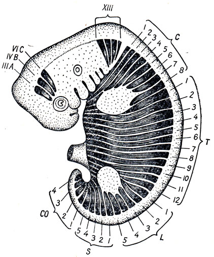 . 68.      . III, 1, VIC -  ,     ,  III, IV  VI   ; XII -  ,  XII   ; C1-8, T1-12, L1-5, S1-5  CO1-4 -    