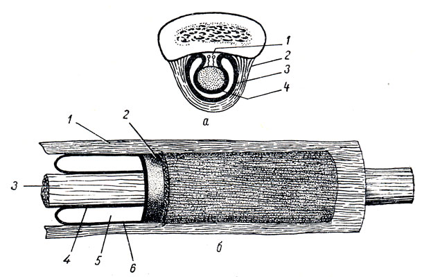 . 69.    .  -   1 - mesotendineum; 2 - vagina fibrosa; 3 -    ; 4 -    ;  -  : 1 - vagina fibrosa tendinis; 2 - vagina synovialis tendinis; 3 - tendo; 4 -    ; 5 -   ; 6 -    
