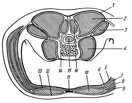 . 73.               ( . . ). 1 - fascia thoracolurnbalis (  ); 2 - m. erector spinae; 3 - m. quadratus lumborum; 4 - m. psoas major; 5 - peritoneum; 6 - fascia transversalis; 7 - m. transversus abdominis; 8 - m. obliquus internus abdominis, 9 - m. obliquus externus abdominis; 10 - m. rectus abdominis; 11 - linea alba; 12 -      ; 13 -   ; 14 - corpus vertebrae; 15 -  ; 16 - m. multifidus