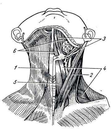 . 76.   (mm. colli),   ( ;  ). 1 - m. platysma; 2 - m. sternocleidomastoideus; 3 - m. digastricus (venter anterior et posterior); 4 - m. omohyoideus (venter superior et inferior); 5 - m. sternohyoideus; 6 - m. mylohyoideus