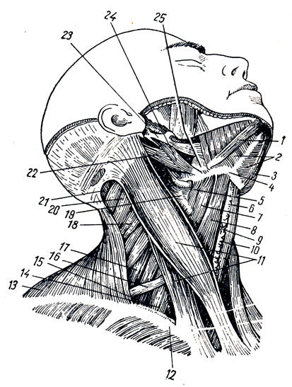 . 77.   ( ). 1, 3 - m. digastricus (venter anterior); 2 - m. mylohyoideus; 4 - os hyoideum; 5 - m. thyreohyoideus; 6 - cartilago thyreoidea; 7 - m. omohyoideus (venter superior); 8 - m. sternohyoideus; 9 - m. crycothyreoideus; 10 - glandula thyreoidea; 11 - m. sternocleidomastoideus; 12 - clavicula; 13 - m. trapezius; 14 - m. scalenus anterior; 15 - m. scalenus medius; 16 - m. omohyoideus (venter inferior); 17 - m. scalenus posterior; 18 - m, levator scapulae; 19 -  ; 20 - m. splenius capitis; 21 - m. semispinalis; 22 - m. digastricus (venter posterior); 23 - processus styloideus; 24 - m. stylohyoideus; 25 - m. hyoglosus
