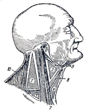 . 79.     . 1, 2 - regio colli lateralis; 1 - trigonum omoclaviculare; 3, 4, 5, 6 - regio colli anterior; 3 - trigonum caroticum; 5 - trigonum submandibular; 6 - fossa retromandibular; 7 - m. sternocleidomastoideus (regio sternocleodomastoidea); 8 - m. omohyoideus; 9 - m. digastricus; 10 - m. trapezius