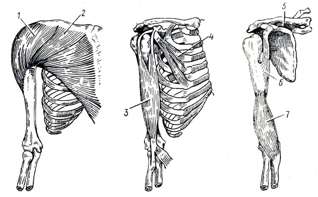 . 82.    . 1 - m. deltoideus; 2 - m. pectoralis major; 3 - m. biceps brachii; 4 - m. pectoralis minor; 5 - m. subclavius; 6 - m. coracobrachial; 7 - m. brachialis