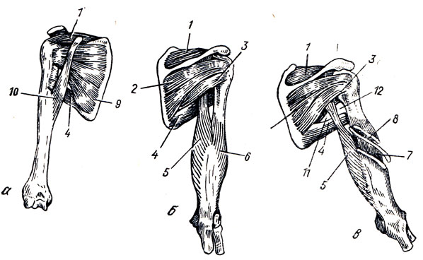 . 83.      ( ).  - ,    - . 1 - m. supraspinatus; 2 - m. infraspinatus; 3 - m. teres minor; 4 - m. teres major; 5 - caput longum m. tricipitis; 6 - caput laterale m. tricipitis; 7 - caput mediale m. tricipitis; 8 - canalis humeromuscularis; 9 - m. subscapularis; 10 - m. coracobrachialis; 11 - foramen trilateum; 12 - foramen quadrilaterum