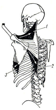 . 84.   ,         . 1 -   m. trapezius; 2 -    ; 3 - m. serratus anterior