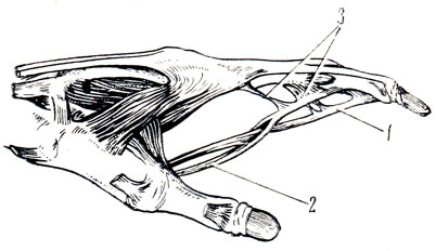  85. Chiasma tendinum. 1 -  m. flexor digitorum profundus; 2 -  m. flexor digitorum superficialis; 3 - vincula tendinum