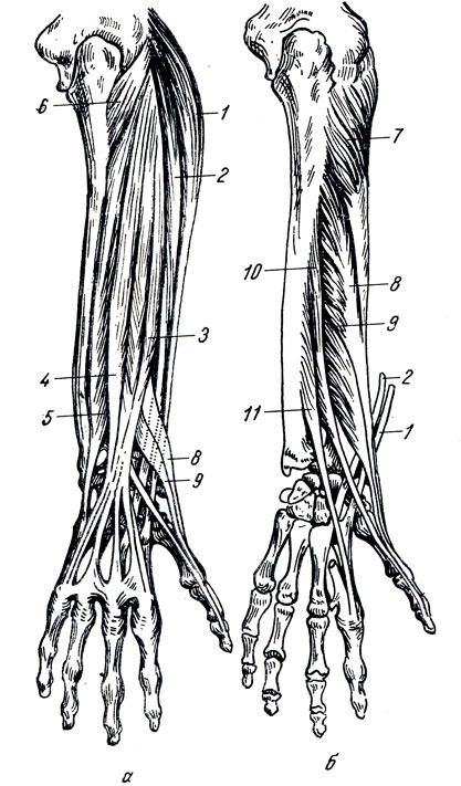 . 88.    ( ).  -  ;  -  ; 1 - m. extensor carpi radialis longus; 2 - m. extensor carpi radialis brevis; 3 - m. extensor digitorum; 4 - m. extensor digiti minimi; 5 - m. extensor carpi ulnaris; 6 - m. anconeus; 7 - m. supinator; 8 - m. abductor pollicis longus; 9 - m. extensor pollicis brevis; 10 - m. extensor pollicis longus; 11 - m. extensor indicis