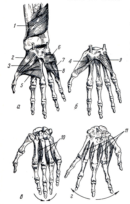 . 90.   ( ).        ;    -   (   ). 1 - m. pronator quadratus; 2 - m. abductor pollicis brevis; 3 - m. flexor pollicis brevis; 4 - m. opponens pollicis; 5 - m adductor pollicis; 6 - m. palmaris brevis; 7 - m. abductor digiti minimi; 8 - m. flexor digiti minimi brevis; 9 - m. opponens digiti minimi; 10 - mm. interossei palmares; 11 - mm. interossei dorsales