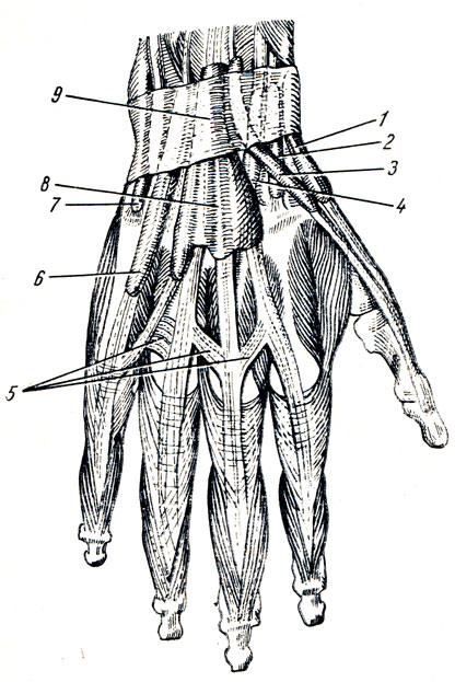 . 94.     .    . 1 - vagina tendinum mm. abductoris longi et extensoris brevis pollicis; 2, 4 - vagina tendinis mm. extensorum carpi radialium; 3 - vagina tendinis m. extensoris pollicis longi; 5 - connexus intertendineus; 6 - vagina tendinis m. extensoris digiti minimi; 7 - vagina tendinis m. extensoris carpi ulnaris; 8 - vagina tendinum mm. extensoris digitorum et extensoris indicis; 9 - retinaculum extensorum