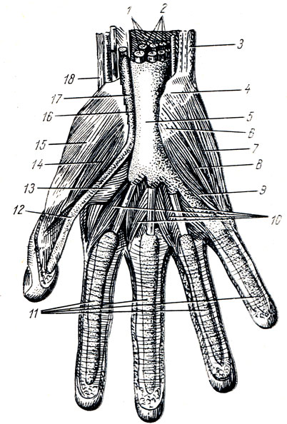 . 95.     . 1, 2, 3  18 -  ; 4 - os pisiforme; 5 - vagina synovialis communis mm. flexorum; 6 - retinaculum flexorum (); 7 - m. abductor digiti minimi; 8 - m. flexor digiti minimi brevis; 9 - m. opponens digiti minimi; 10 - mm. lumbricales; 11 - vagina synovialis tendinum digitorum; 12, 16, 17 - vagina tendinis m. flexoris pollicis longi; 13 - m. adductor pollicis; 14 - m. flexor pollicis brevis; 15 - m. abductor pollicis brevis