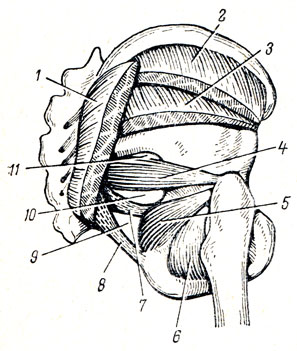 . 97.   . 1 - m. gluteus maximus; 2 - m. gluteus medius; 3 - m. gluteus minimus; 4 - m. piriformis; 5 - m. obturatorius int; 6 - m. obturatorius ext.; 7 - lig. sacrospinal; 8 - lig. sacrotuberal; 9 - foramen ischiadicum minus; 10 - foramen infrapiriforme; 11 - foramen suprapiriforme
