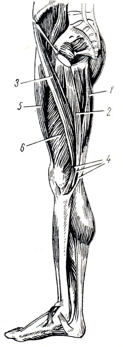 . 99.      . 1 - m. semitendinosus; 2 - m. gracilis; 3 - m. sartorius; 4 - pes anserinus superficialis; 5 - m. rectus femoris; 6 - m. vastus medialis