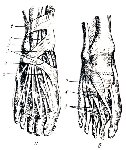 . 101.   .  -    ( );  -  ,   ; 1 - retinacul. mm. extens. sup.; 2  6 - tendo m. extensoris hallucis longi; 3 - retinacul. mm. extens. inf. 4 - tendo m. tibialis anterior; 5 - m. extensor digitorum longus; 7 - m. extensor hallucis brevis; 8 - m. extensor digitorum brevis; 9 - mm. interossei dorsales