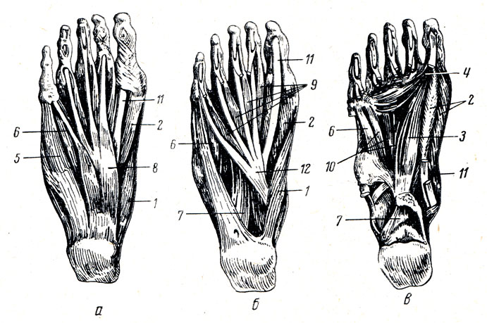 . 102.  .  -   ( );  -  m. flexor digitorum brevis;  -  mm. flexor digitorum brevis, quadratus plantae, abductores hallucis et digiti minimi; 1 - m. abductor hallucis; 2 - m. flexor hallucis brevis; 3 - m. adductor hallucis (caput obliquum); 4 - m. adductor hallucis (caput transversum); 5 - m. adductor digiti minimi; 6 - m. flexor digiti minimi brevis; 7 - m. quadratus plantae; 8 - m. flexor digitorum brevis; 9 - mm. lumbricales pedis; 10 - mm. interossei plantares; 11 - tendo m. flexoris hallucis longi; 12 - m. flexor digitorum longus