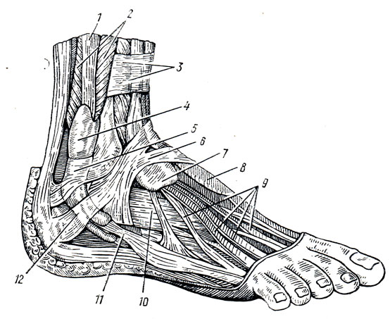 . 105.  ,  , - . 1 - tendo m. peronei longi; 2 - m. peroneus brevis; 3 - retinaculum mm. extensorum sup.; 4 - vagina synovialis mm. peroneorum communis; 5 - retinaculum mm. peroneorum superius; 6 - retinaculum mm. extensorum inf.; 7 - vagina tendinum m. extensoris digitorum longi; 8 - vagina tendinis m. extensoris hallucis longi; 9 - tendines m. extensoris digitorum longi; 10 - m. extensor digitorum brevis; 11 - tendo m. peronei brevis; 12 - retinaculum mm. peroneorum inferius
